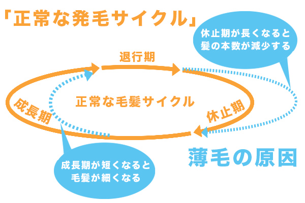 発毛サイクル